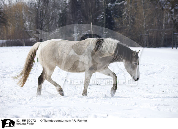 trotting Pinto / RR-50072