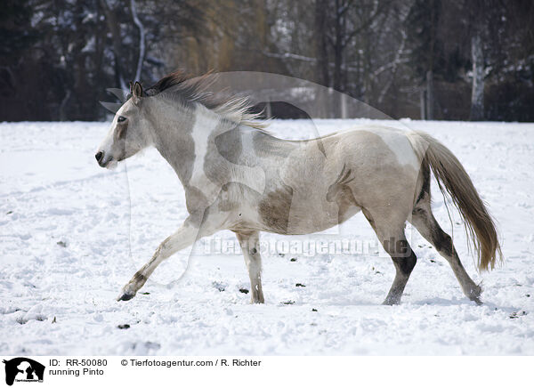 running Pinto / RR-50080