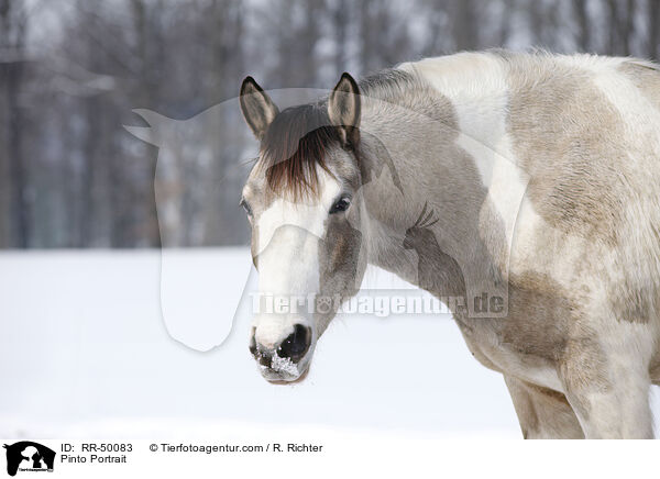 Pinto Portrait / RR-50083