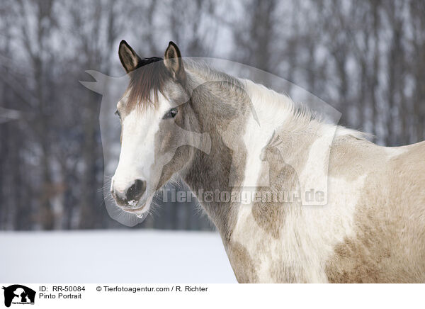 Pinto Portrait / RR-50084