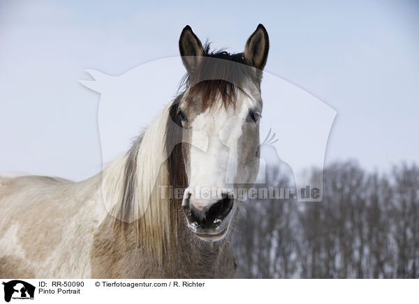Pinto Portrait / RR-50090