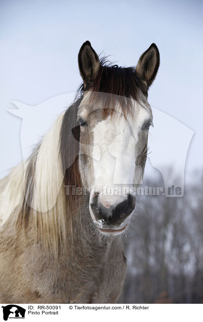 Pinto Portrait / RR-50091