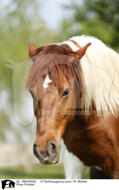 Pinto Portrait / RR-60506