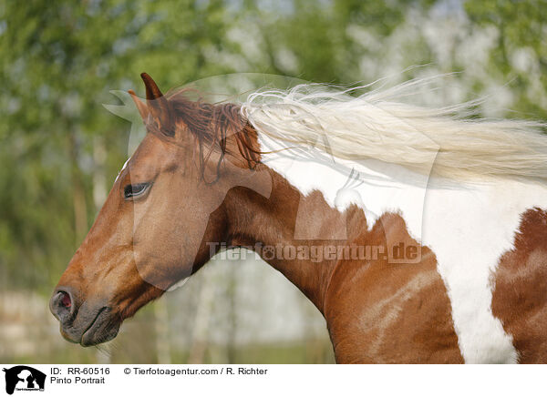 Pinto Portrait / RR-60516