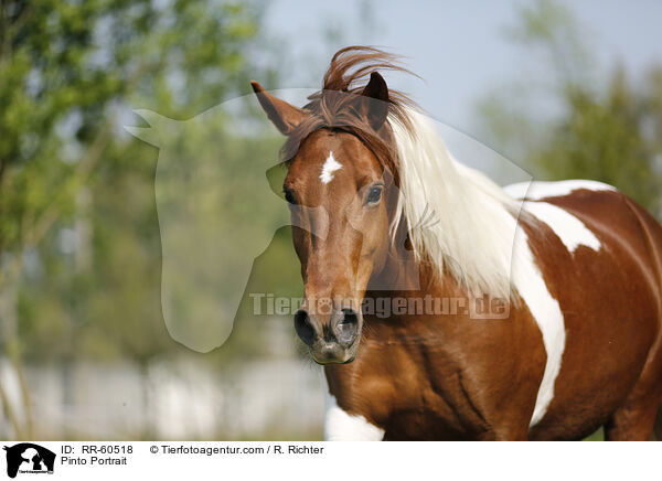 Pinto Portrait / RR-60518