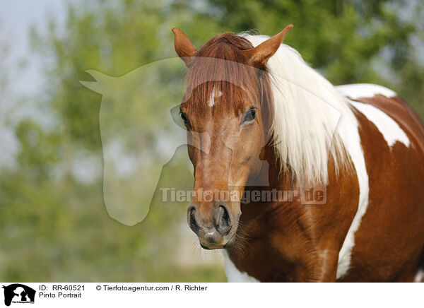 Pinto Portrait / RR-60521