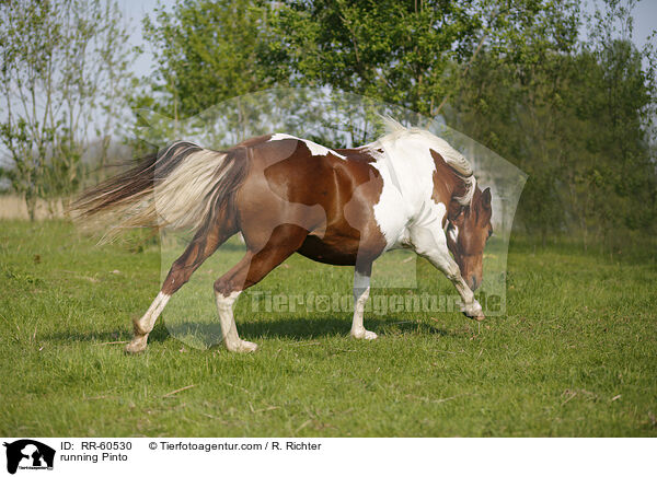 running Pinto / RR-60530