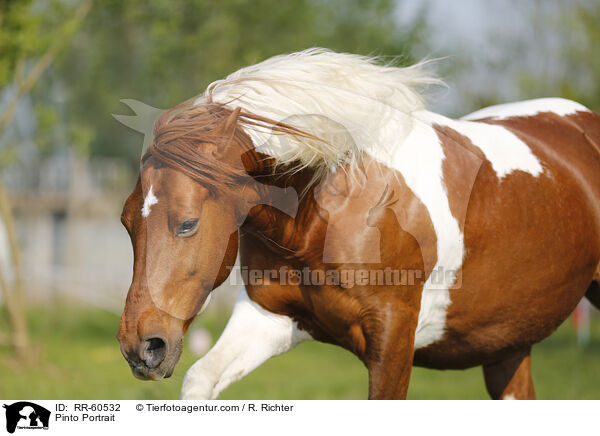 Pinto Portrait / RR-60532