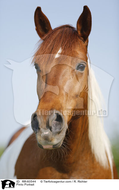 Pinto Portrait / RR-60544