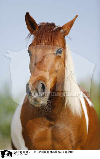 Pinto Portrait / RR-60559