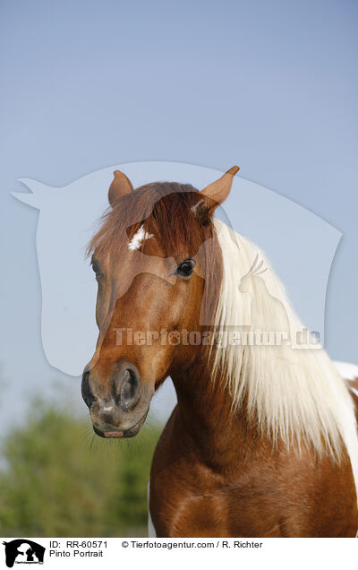 Pinto Portrait / RR-60571