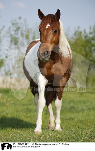 Pinto stands on meadow / RR-60572