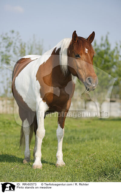 Pinto stands on meadow / RR-60573