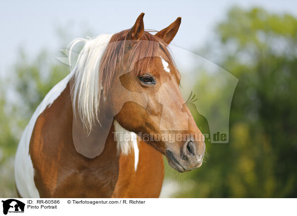 Pinto Portrait / RR-60586