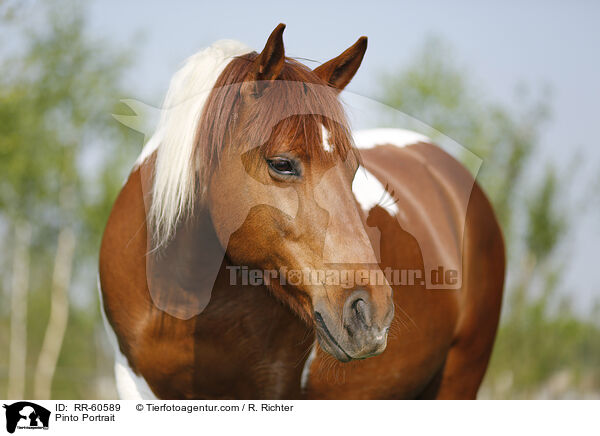 Pinto Portrait / Pinto Portrait / RR-60589