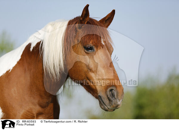 Pinto Portrait / RR-60593