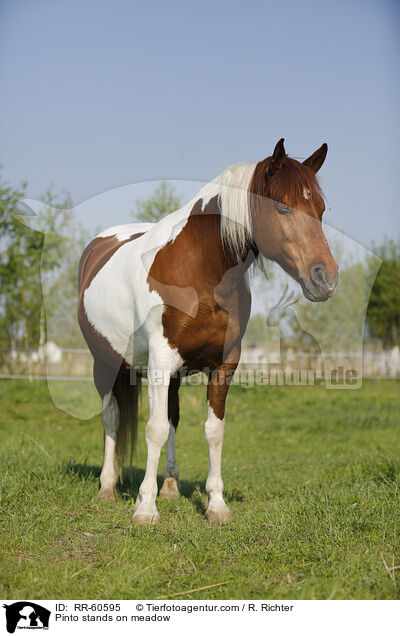 Pinto stands on meadow / RR-60595