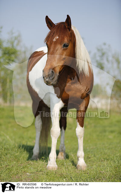 Pinto stands on meadow / RR-60596