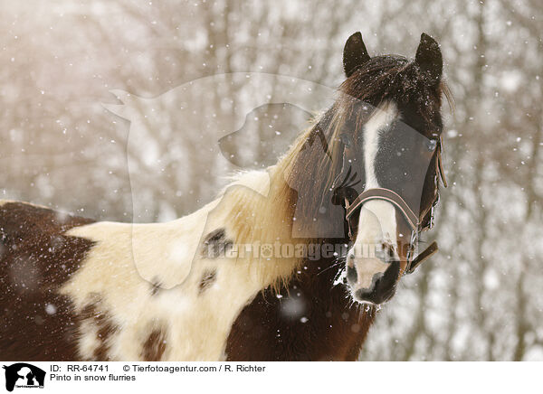 Pinto in snow flurries / RR-64741