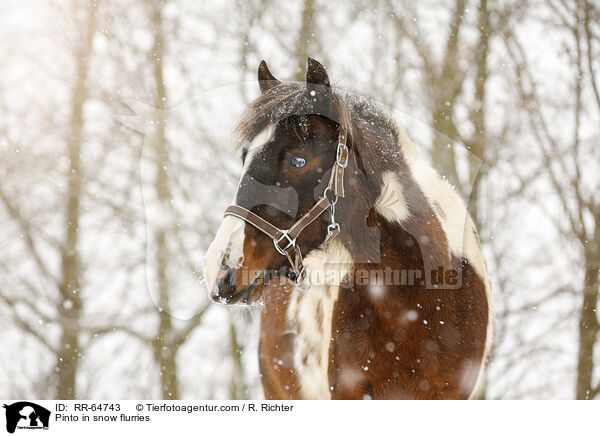 Pinto in snow flurries / RR-64743