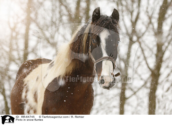 Pinto in snow flurries / RR-64745