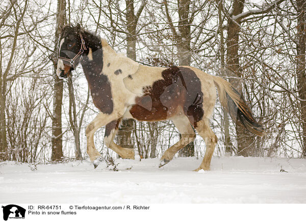 Pinto in snow flurries / RR-64751