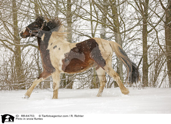Pinto in snow flurries / RR-64753