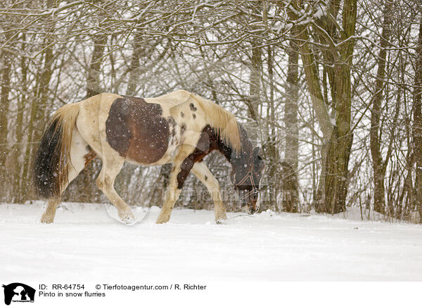 Pinto in snow flurries / RR-64754