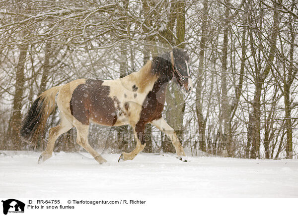 Pinto in snow flurries / RR-64755