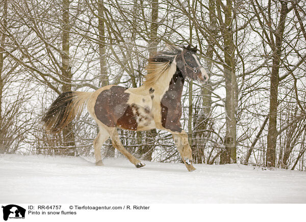 Pinto in snow flurries / RR-64757