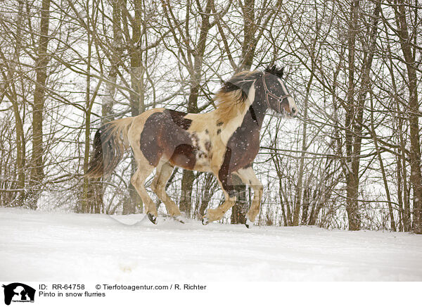 Pinto in snow flurries / RR-64758