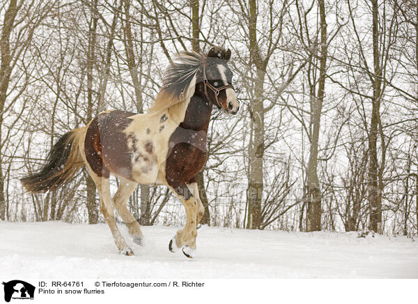 Pinto in snow flurries / RR-64761