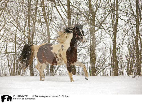 Pinto in snow flurries / RR-64772