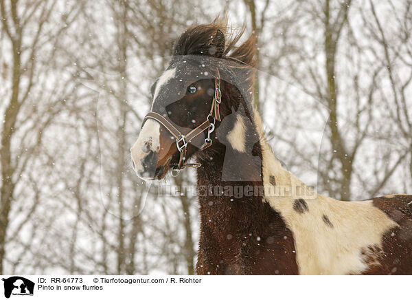 Pinto in snow flurries / RR-64773