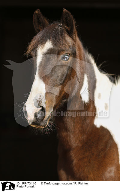Pinto Portrait / RR-73116