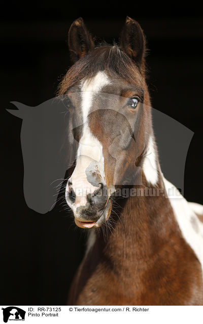 Pinto Portrait / RR-73125