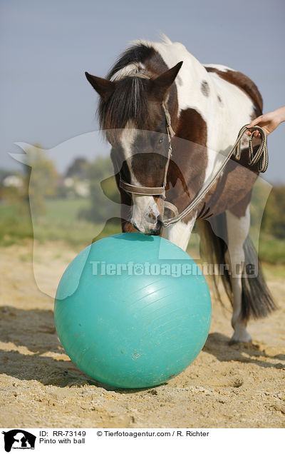 Pinto with ball / RR-73149