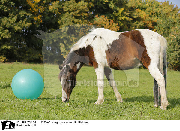 Pinto with ball / RR-73154