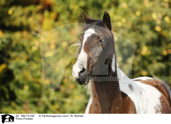 Pinto Portrait / RR-73156