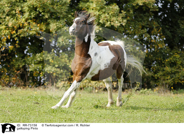 galloping Pinto / RR-73158