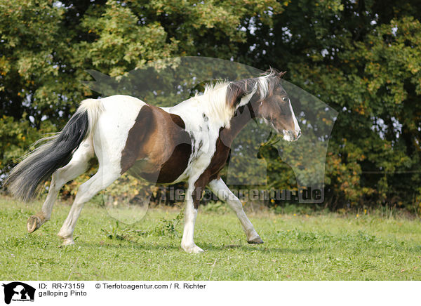 galloping Pinto / RR-73159