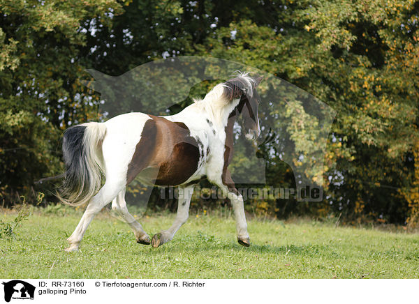 galloping Pinto / RR-73160