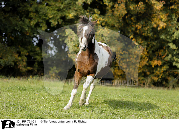 galloping Pinto / RR-73161