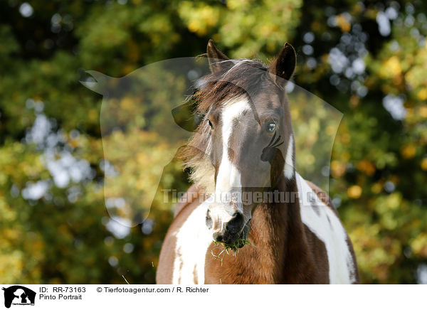 Pinto Portrait / RR-73163