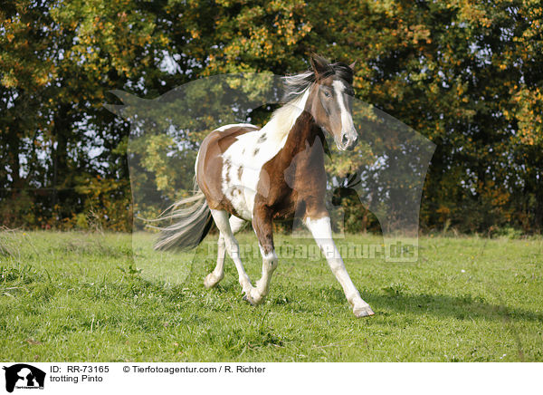 trotting Pinto / RR-73165