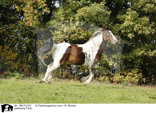 galloping Pinto / RR-73167