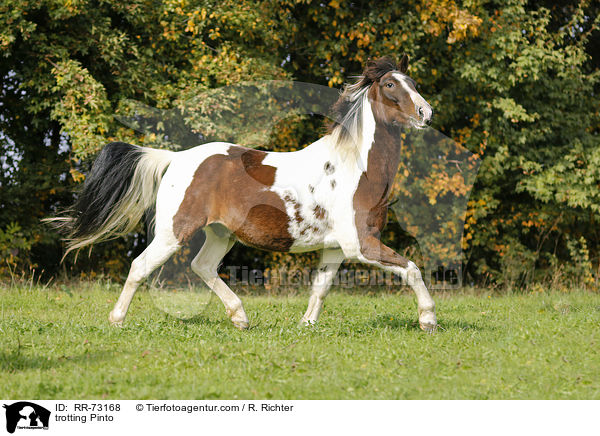 trotting Pinto / RR-73168