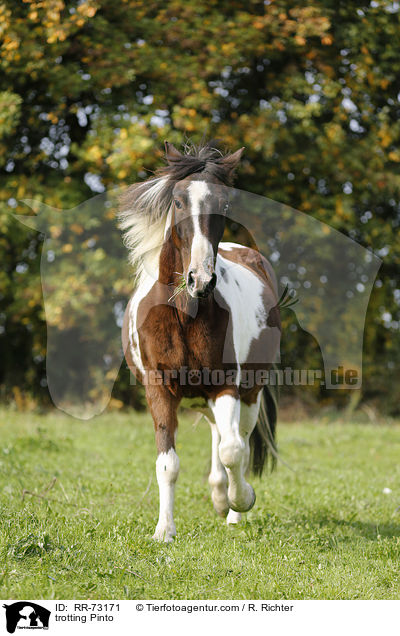 trotting Pinto / RR-73171