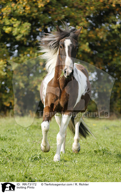 trotting Pinto / RR-73172