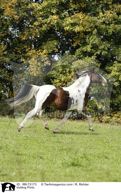trotting Pinto / RR-73173